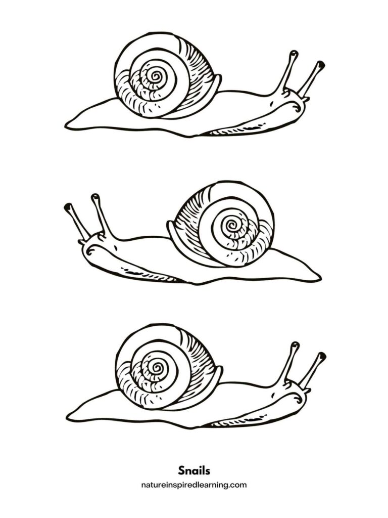 Snail coloring pages