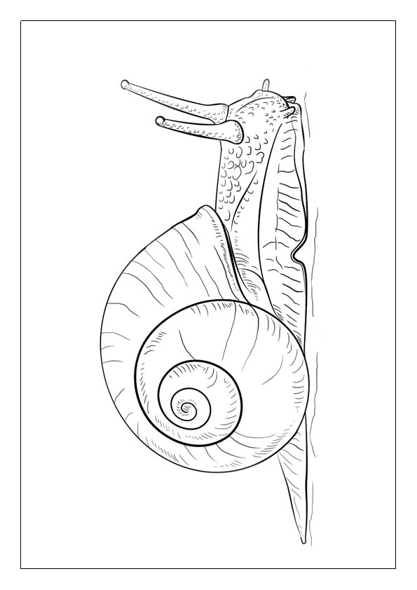 Snail coloring pages printable coloring sheets