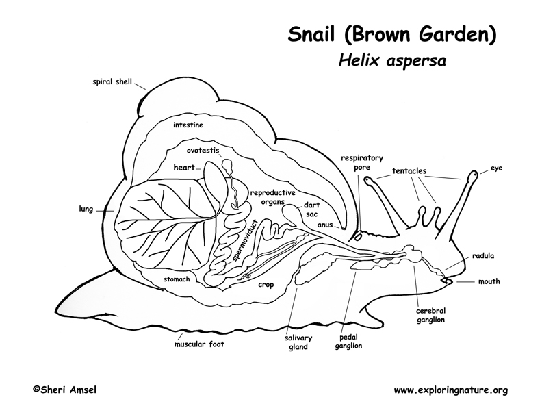 Snail anatomy coloring page