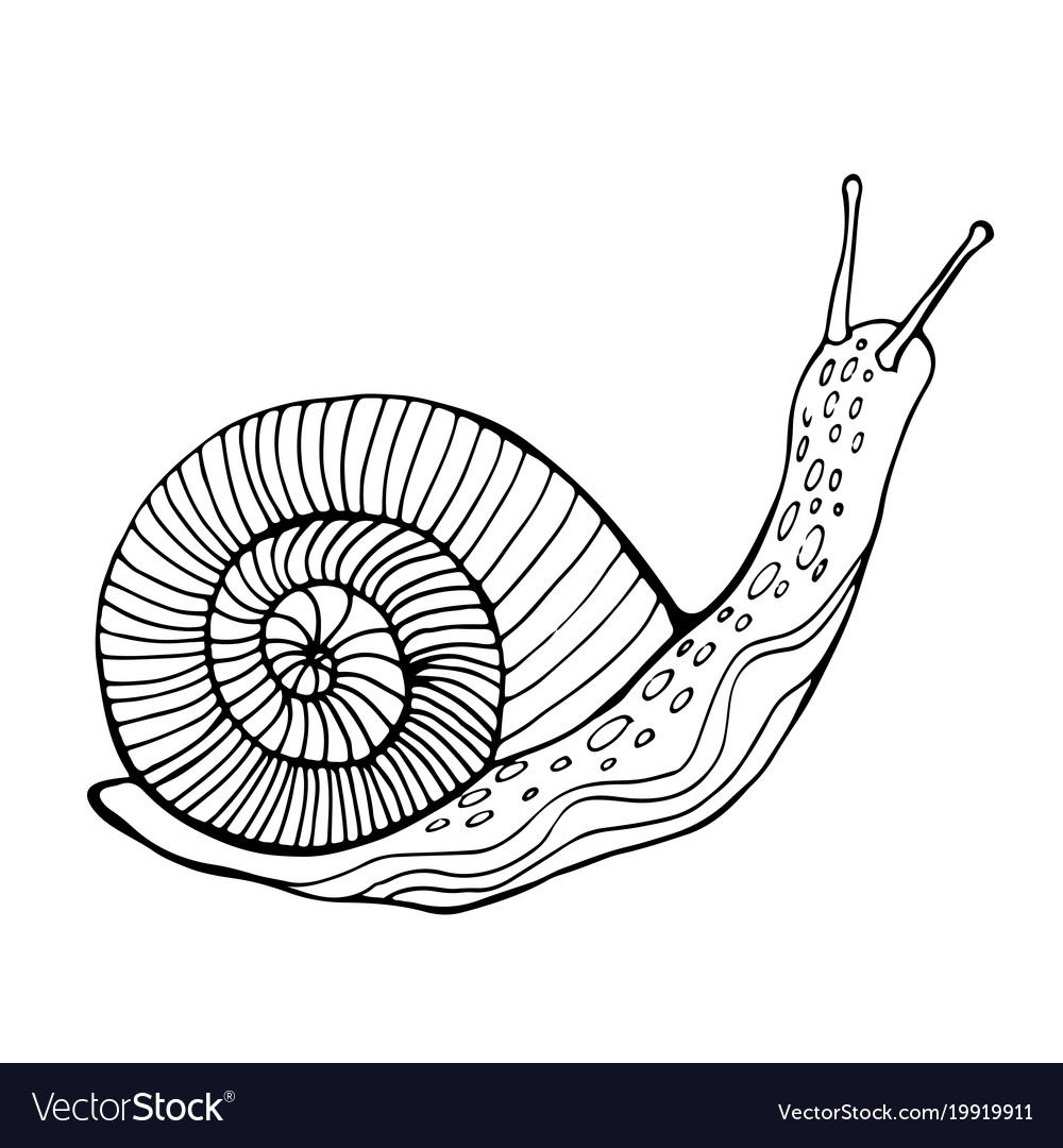 Snail coloring page for children and adults vector image