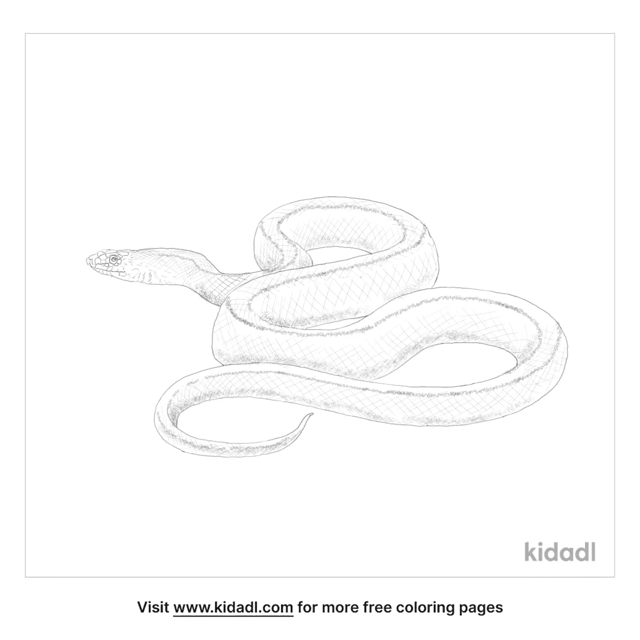 Free ladder snake coloring page coloring page printables