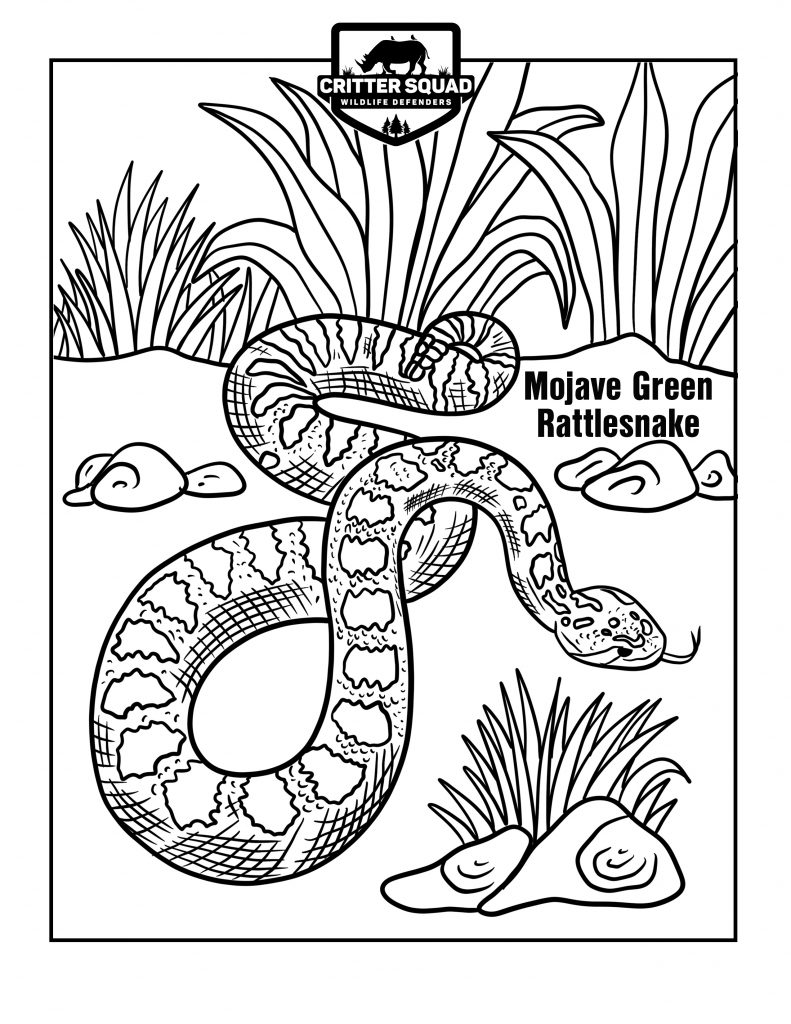 Snake coloring pages archives