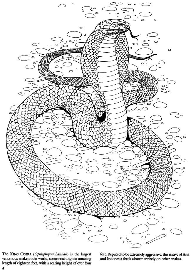 Wele to dover publications snake coloring pages coloring pages adult coloring pages