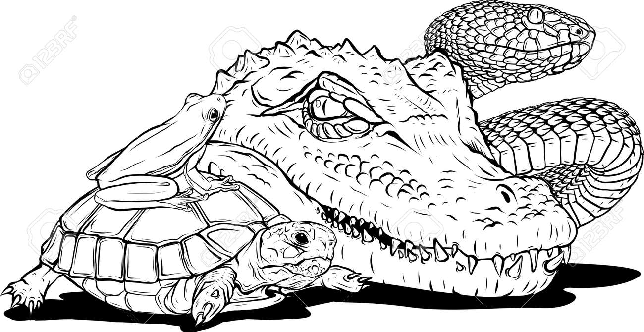 Draw in black and white of reptiles and amphibians wild crocodile snake turtle and frog stock photo picture and royalty free image image