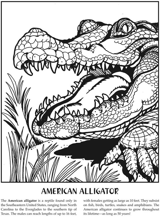 American aligator animal coloring pages cute drawings of love coloring pages to print