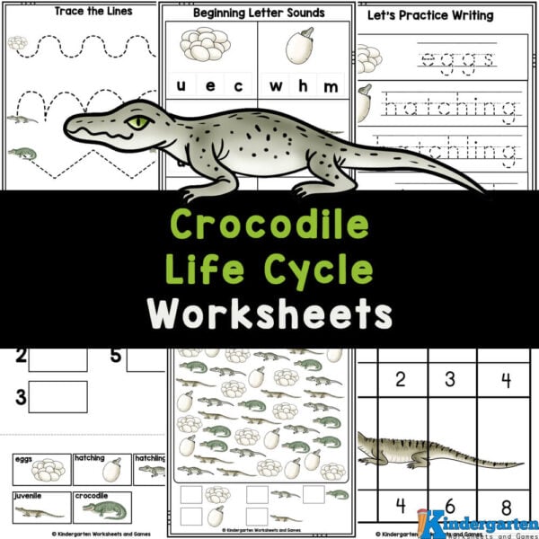 Free printable life cycle of a crocodile worksheets