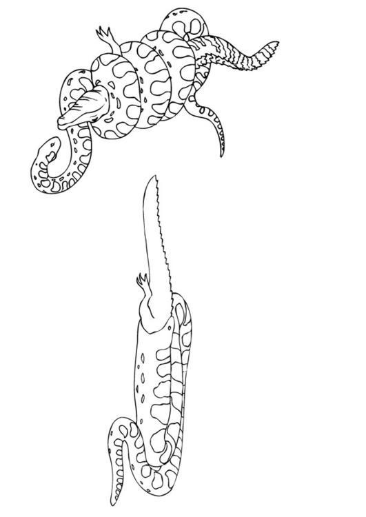 Coloring page anaconda eats lizard