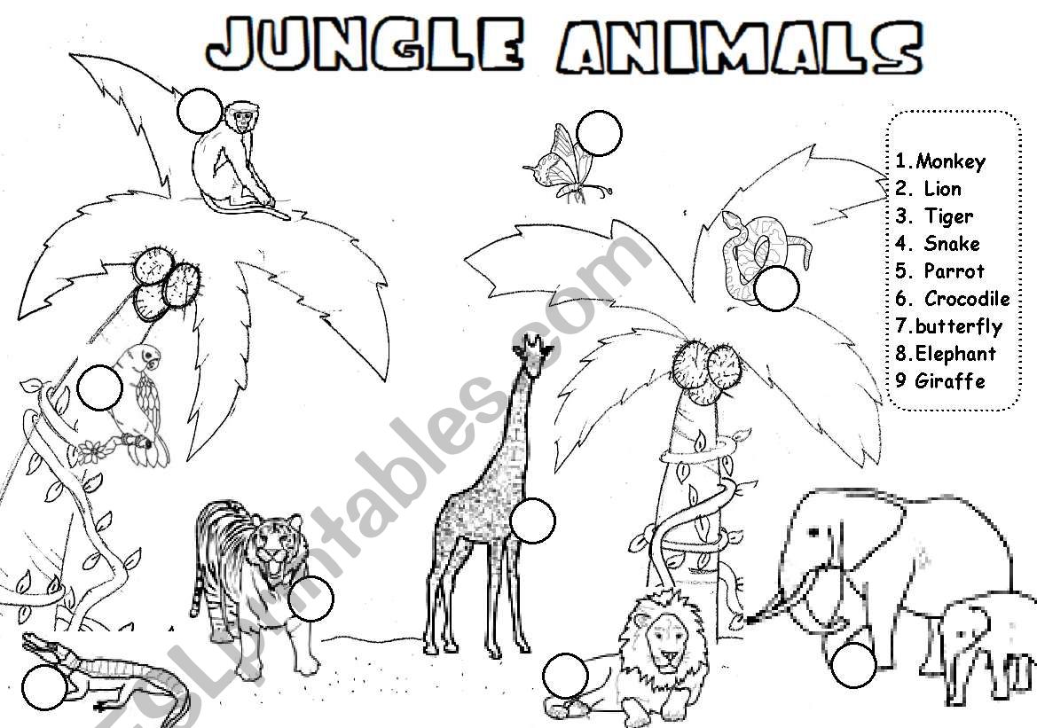 Jungle animals read and number