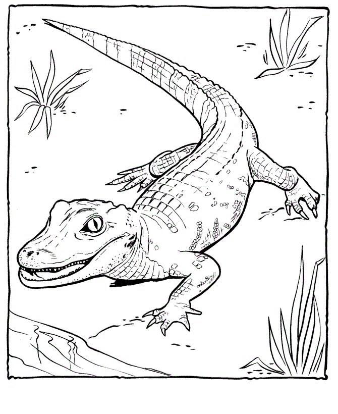 Free printable alligator coloring pages for kids pãginas de colorir animais pãginas para colorir animais para colorir