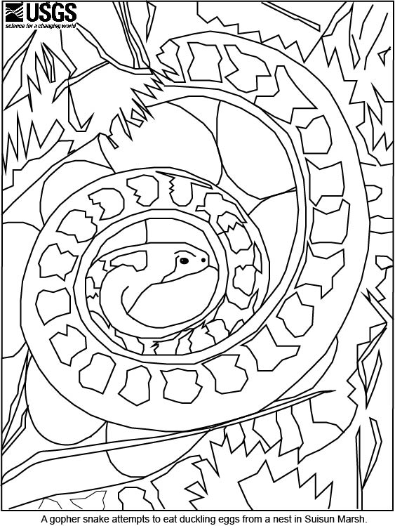 Coloring page gopher snake attempts to eat duck egg us geological survey