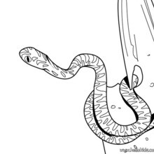 Snake coloring pages