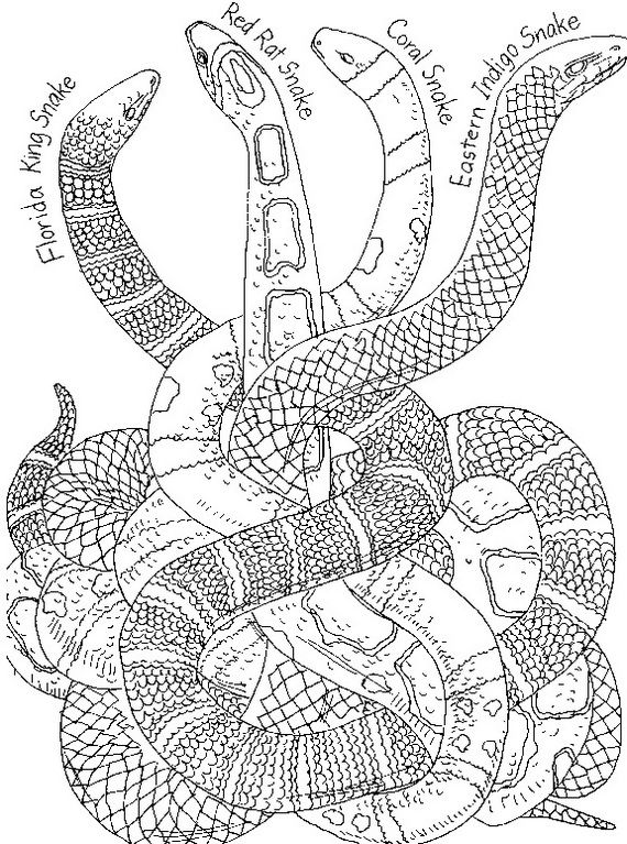 Snake coloring pages animal coloring pages super coloring pages