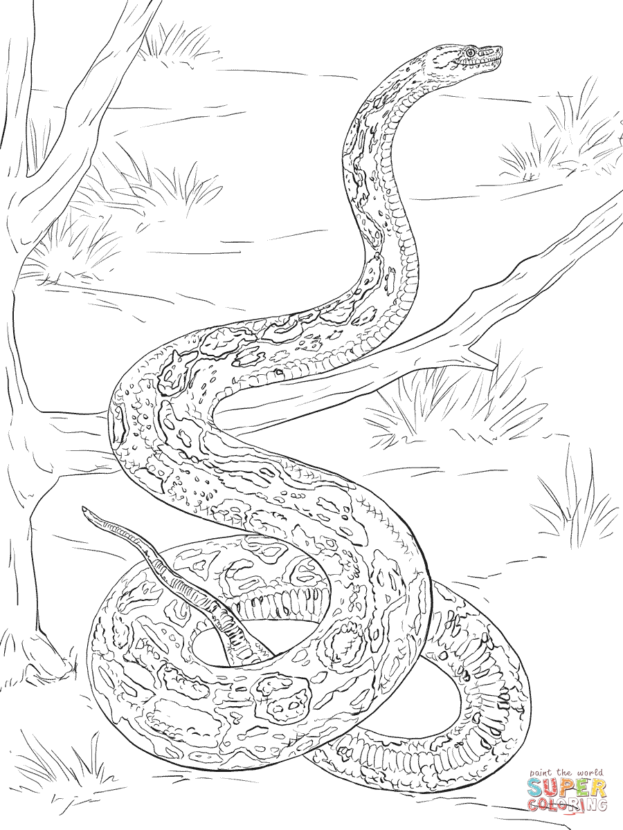 Realistic boa constrictor coloring page free printable coloring pages