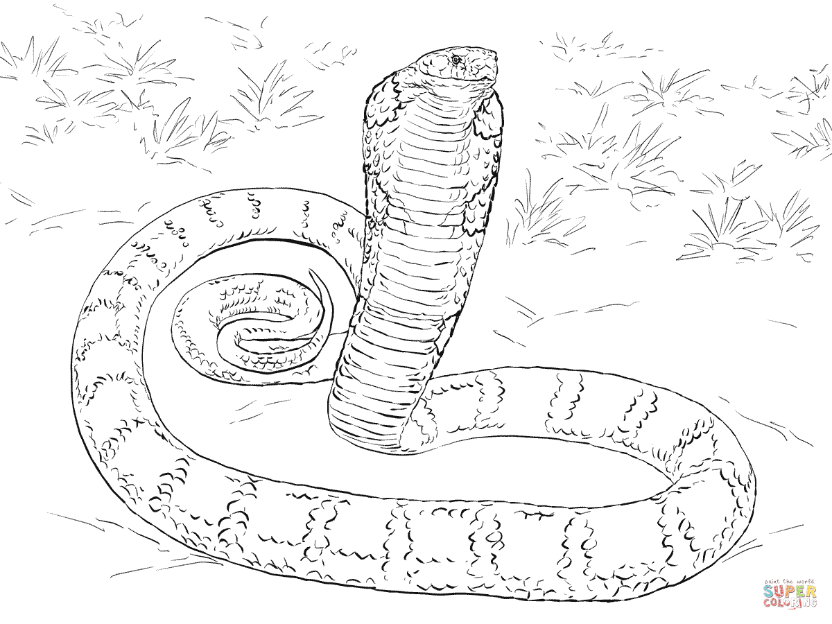 Realistic king cobra coloring page free printable coloring pages