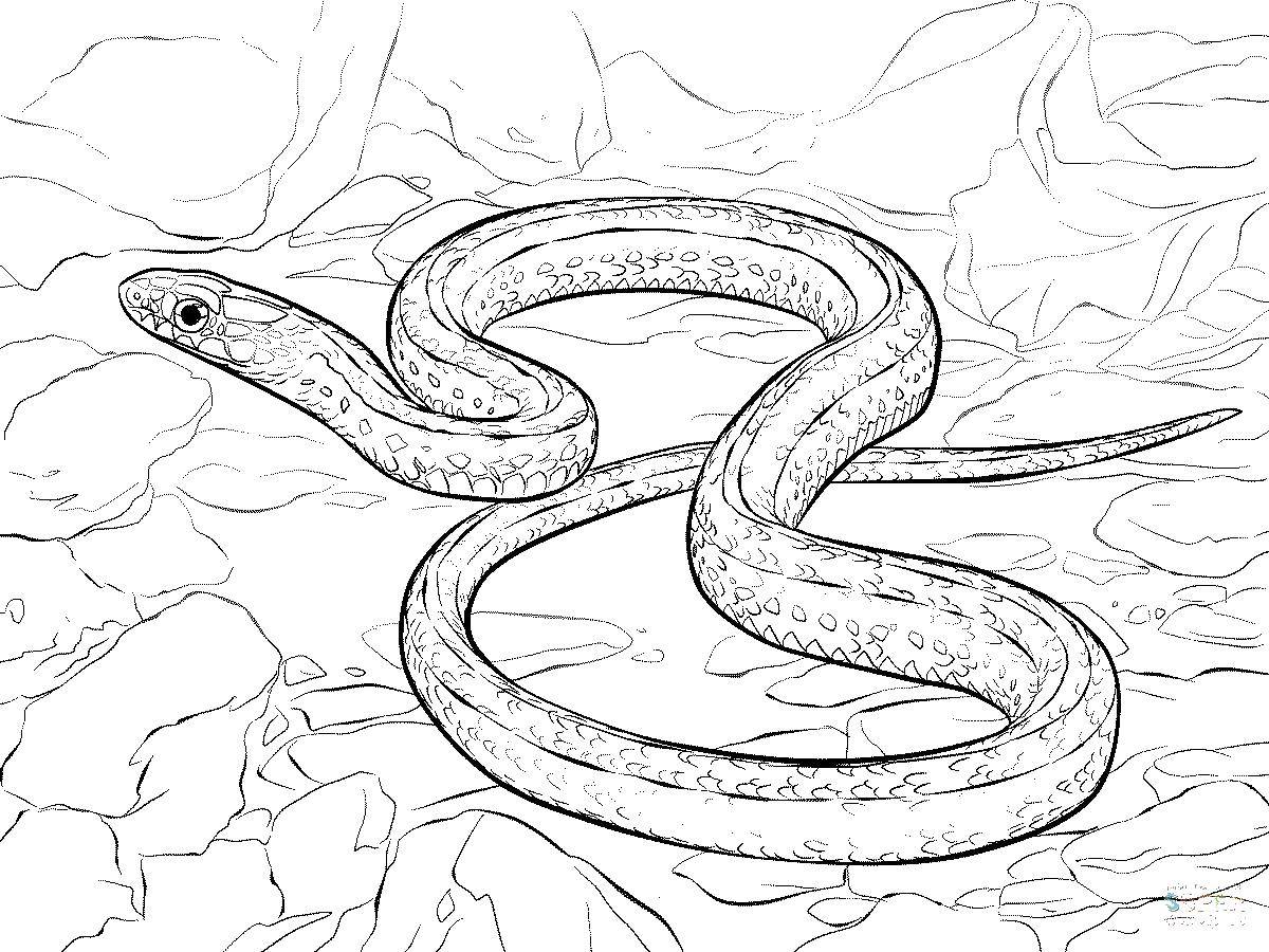 Online coloring pages coloring a slithering snake coloring