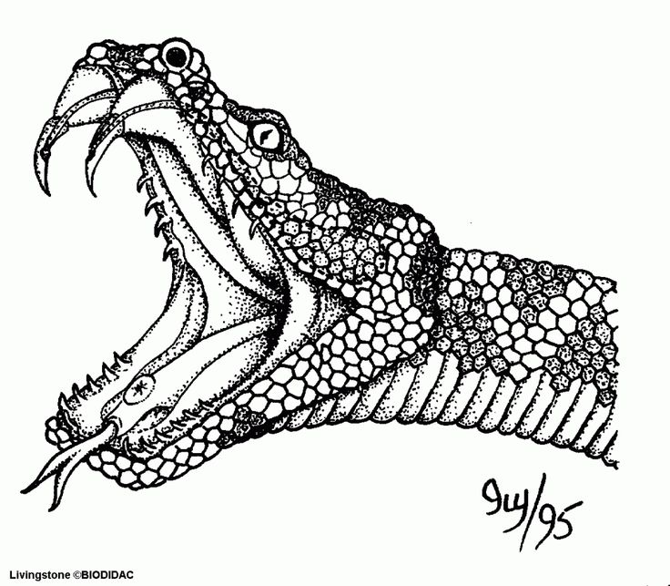 Resultado de imagen de how to draw a realistic snake snake coloring pages monster truck coloring pages snake drawing