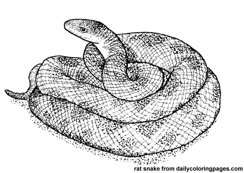 Coloring page snake animals â printable coloring pages