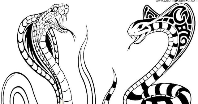 Realistic snake coloring page rcoloringpagespdf