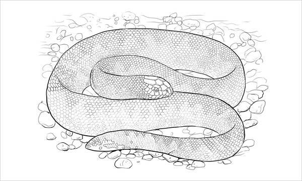 Snake coloring pages