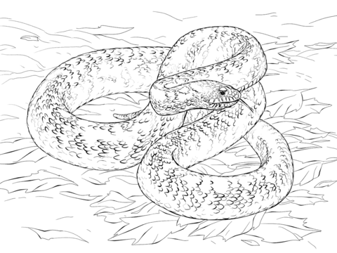 Bull snake coloring page free printable coloring pages