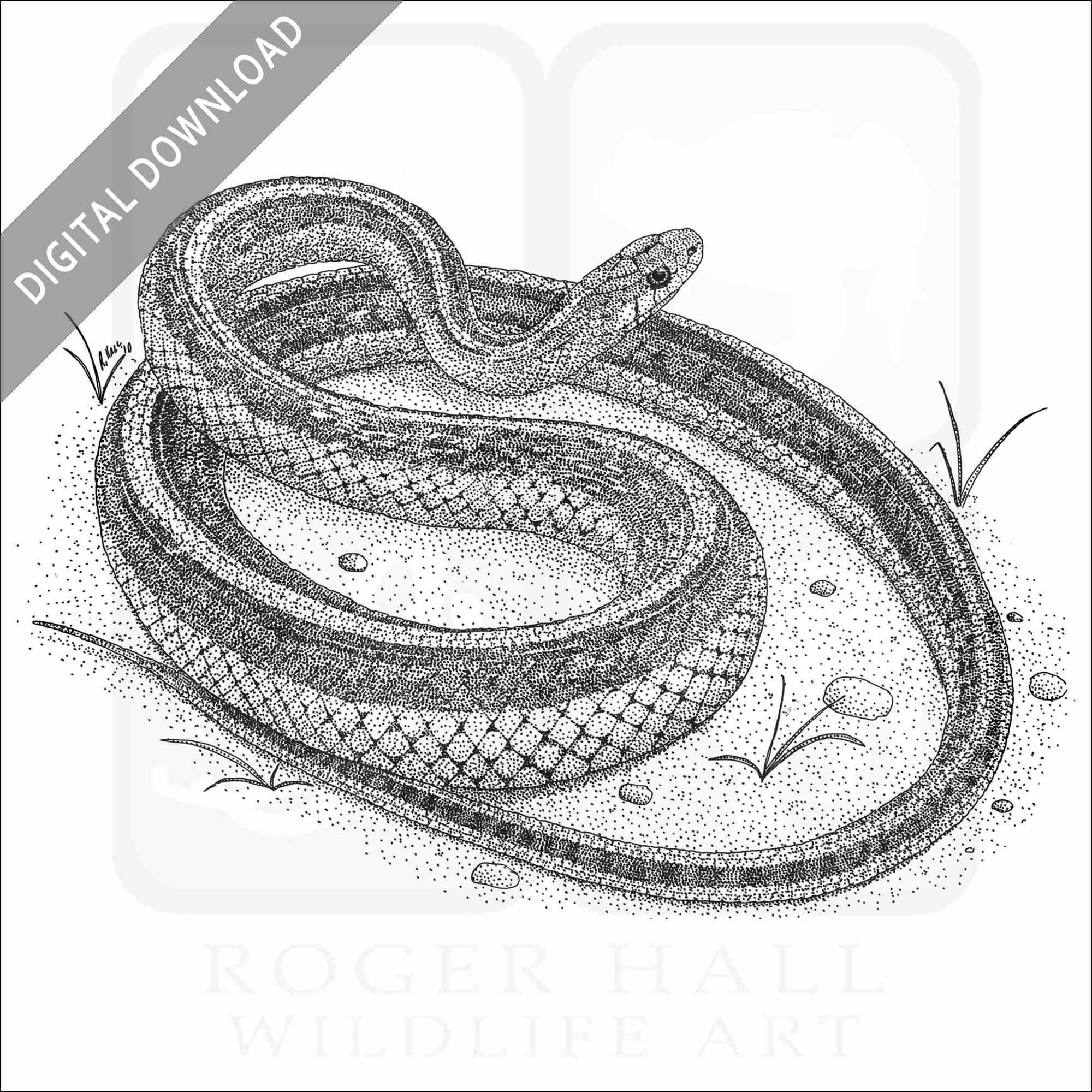 Stock art drawing of a san francisco garter snake