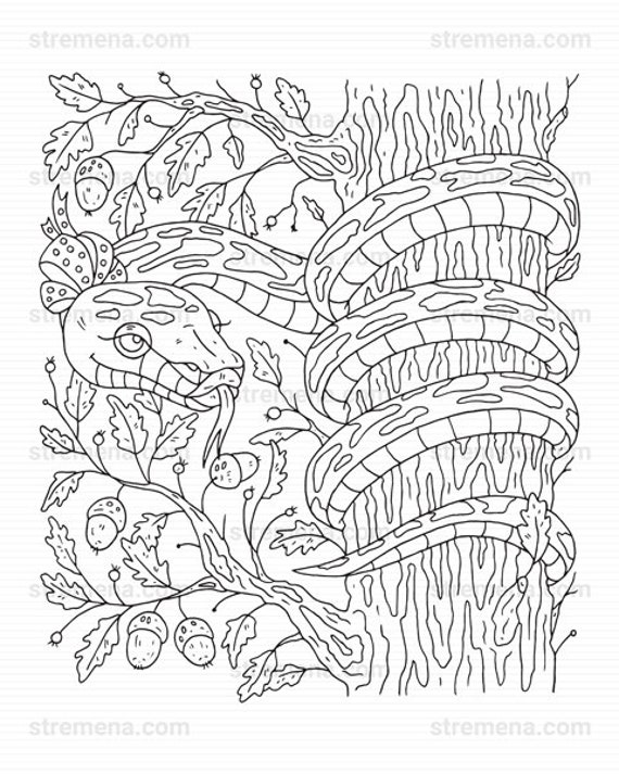 Reptiles printable coloring pages snake and lizard