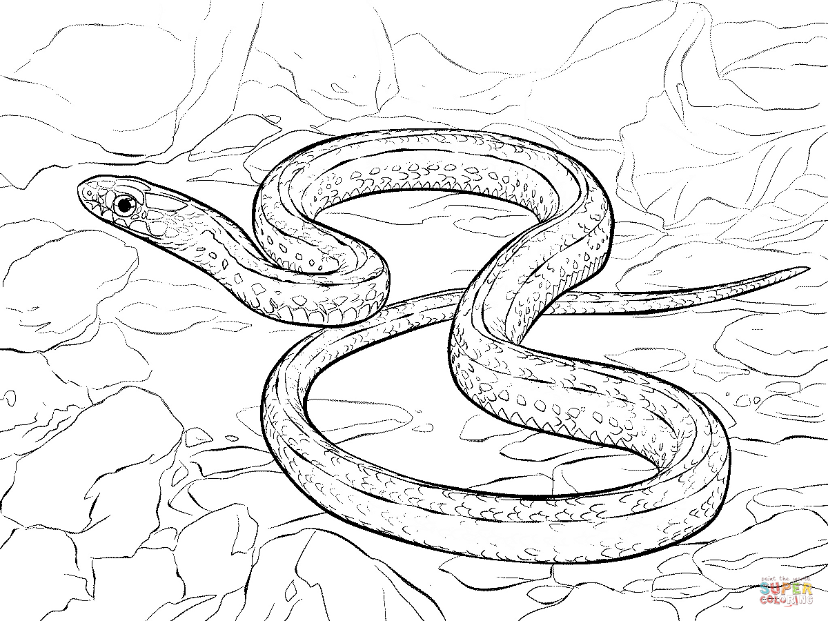 Plains garter snake coloring page free printable coloring pages