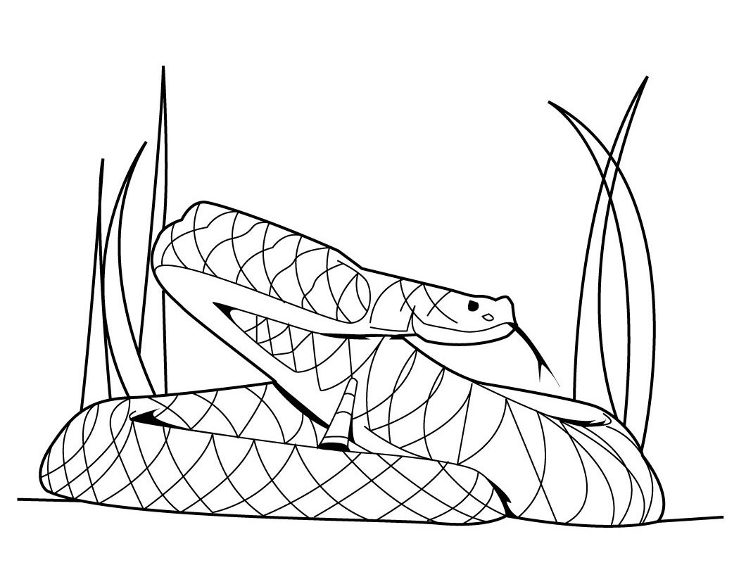 Free printable snake coloring pages for kids