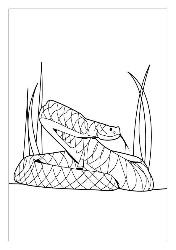 Snake coloring pages printable coloring sheets