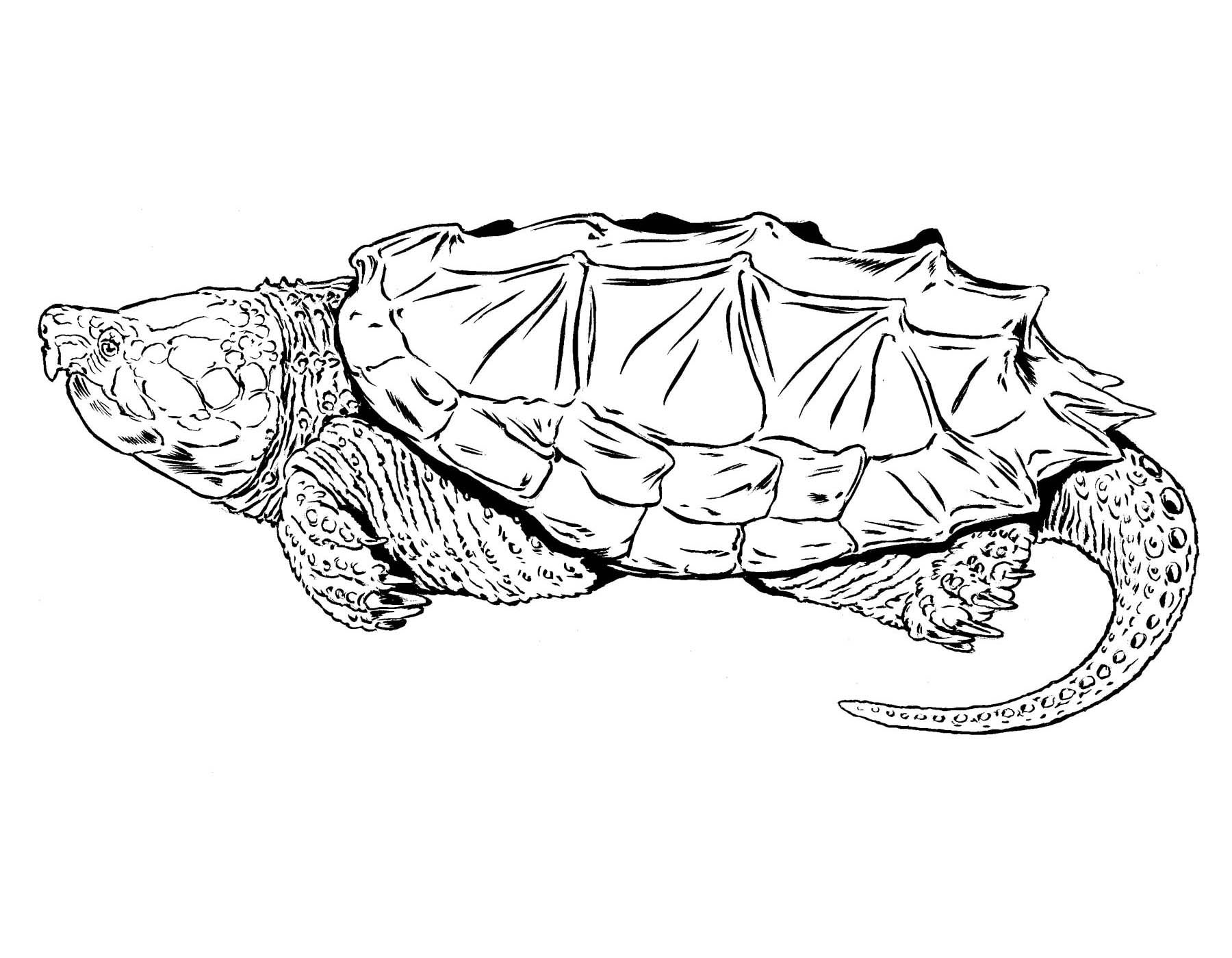 Comn snapping turtle control missouri department of conservation