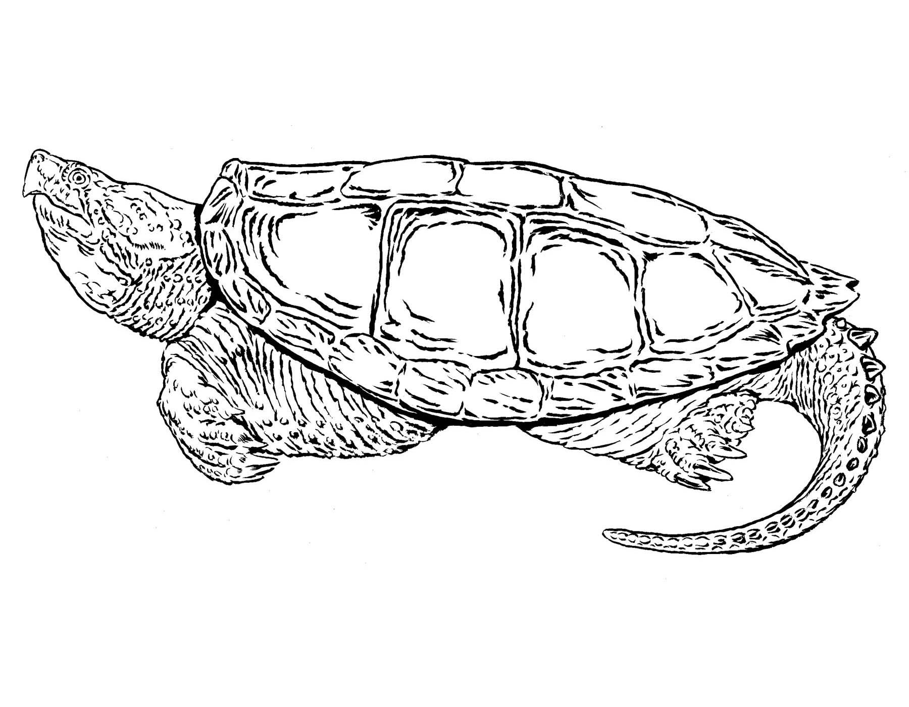 Comn snapping turtle control missouri department of conservation