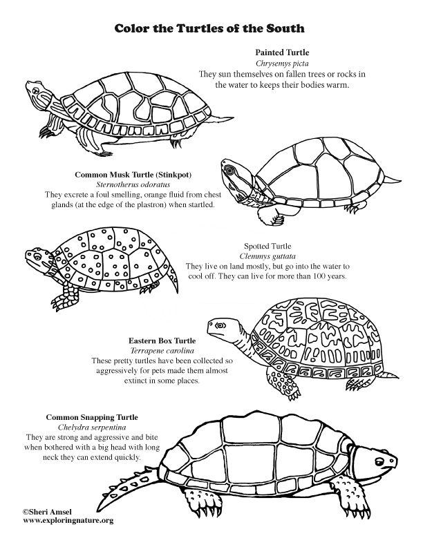 Turtes of the south â coloring page