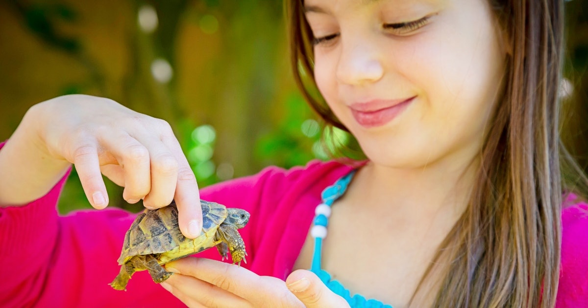 Rest your shell for a spell you gotta sea these turtle coloring pages