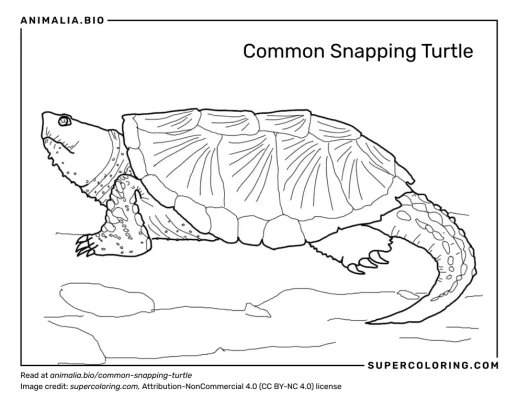 Common snapping turtle