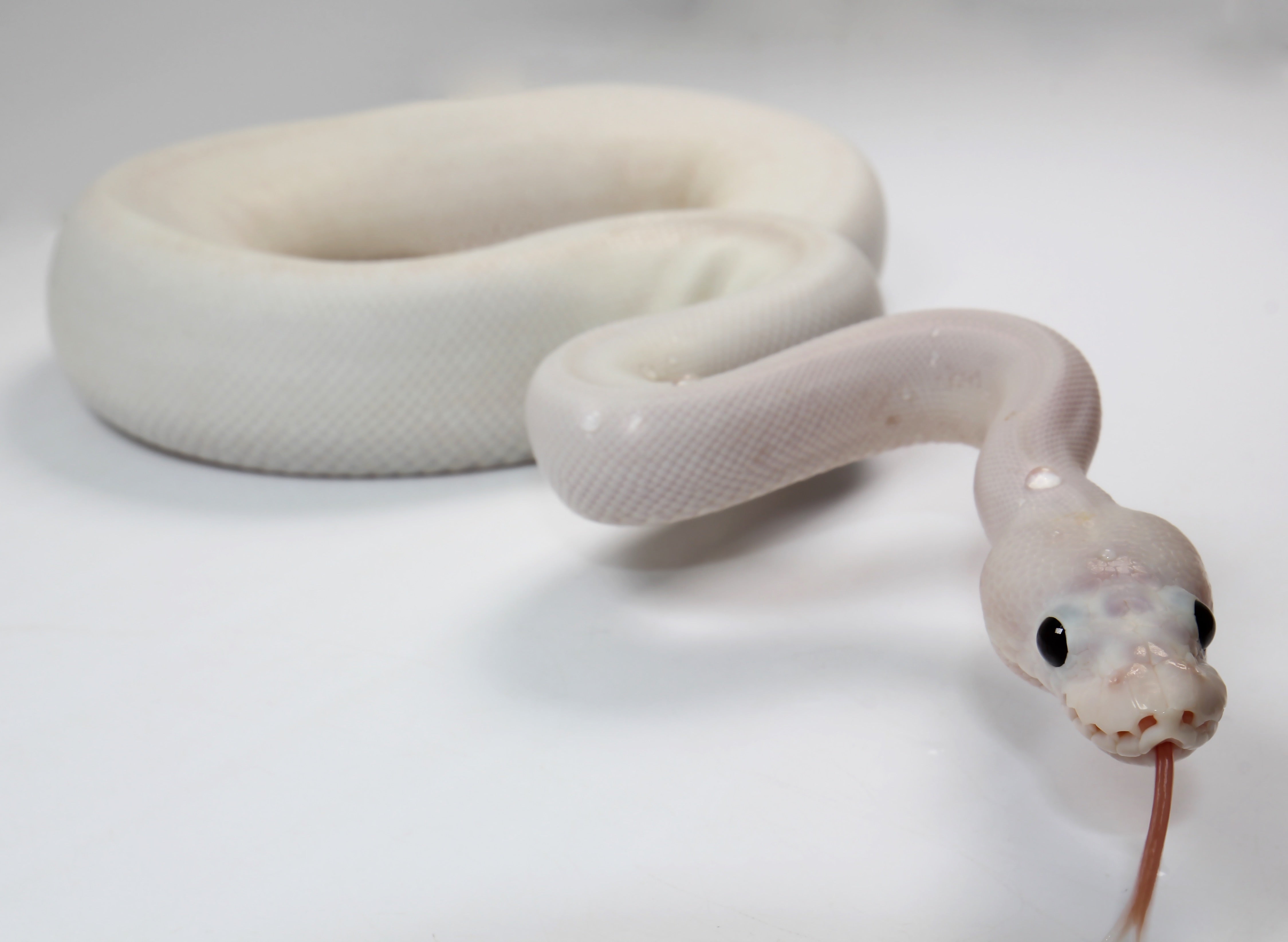 Female super lucifer ball python â new england reptile