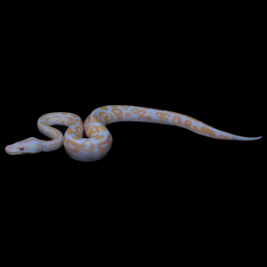 Ball python black pastel albino het pied