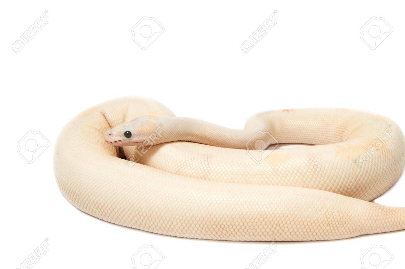 Snow albino ball python python regius on white background stock photo picture and royalty free image image