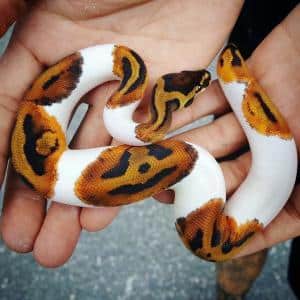 Ball python morphs from ball python breeders best ball python morphs breeders ball python for sale online ball python breeders