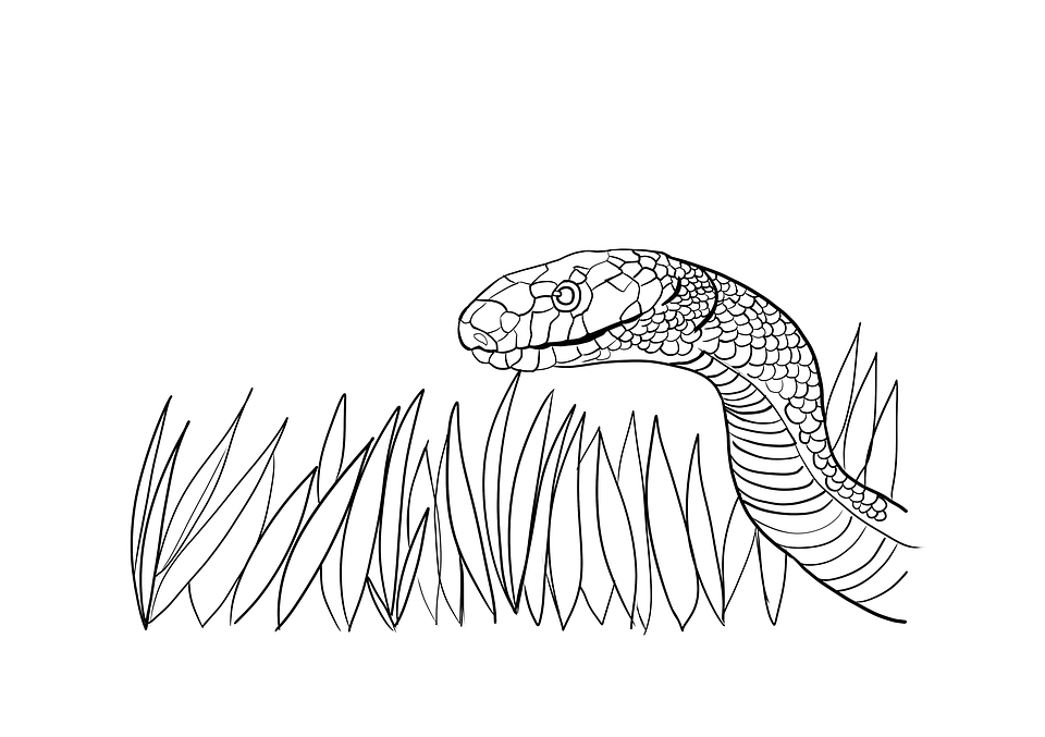 Snake coloring pages