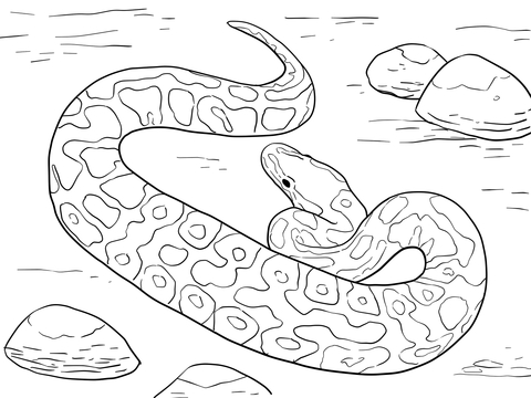 Ball python coloring page free printable coloring pages