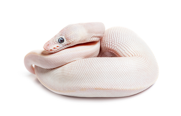 Most popular ball python morphs top must see â zen habitats