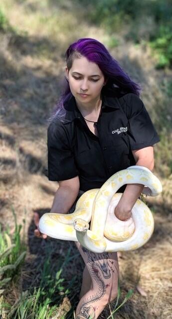 Rainbows and snow meet in the world of exotic snakes