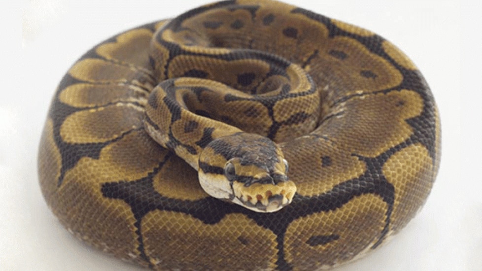 Ball python