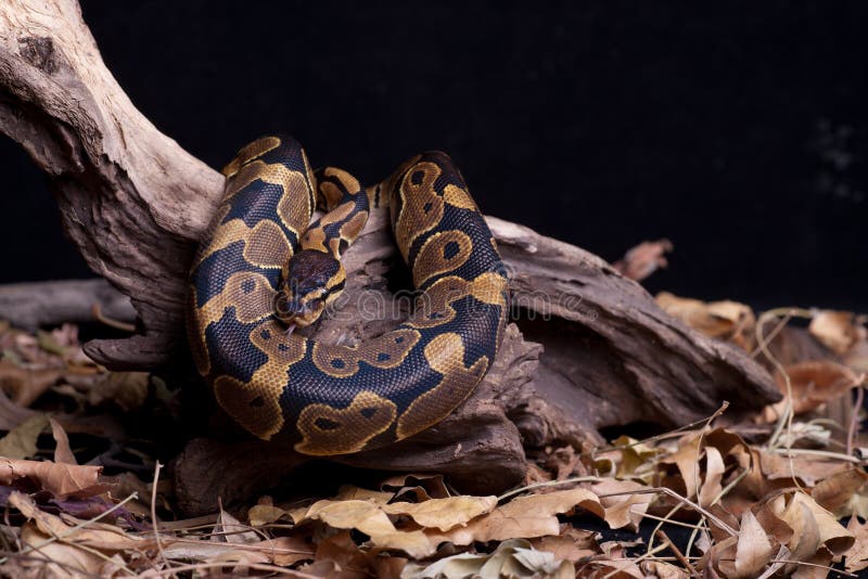 Ball python stock photos