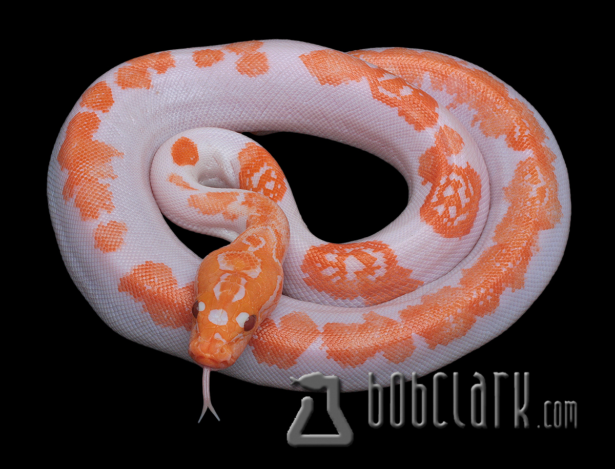 Bob clark reptiles burmese pythons albino pied poss het granite and blondgreat color burmpiedalbinom