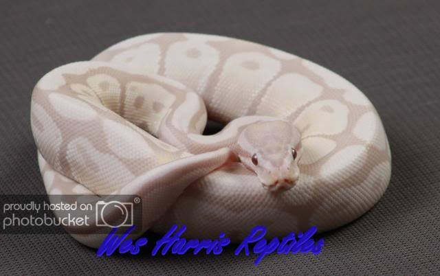 Purple snakes our reptile forum