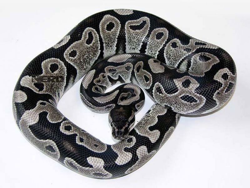 Adult axanthic ball python