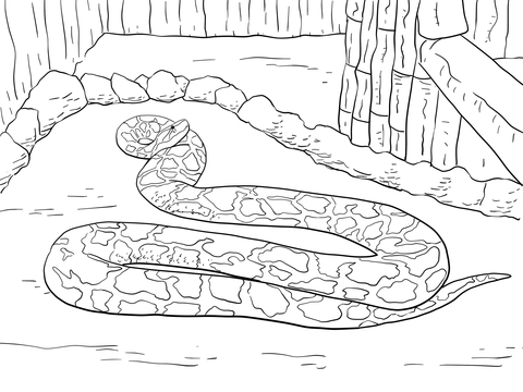 Burmese python coloring page free printable coloring pages