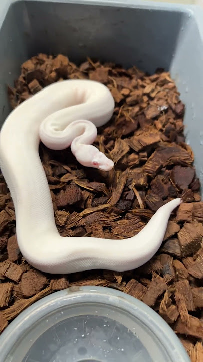 Albino vs leucistic ball pythons which do you prefer