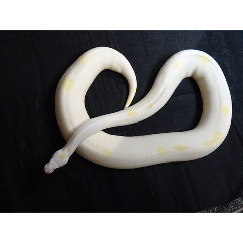 Fire ivory ball pythons â big apple pet supply